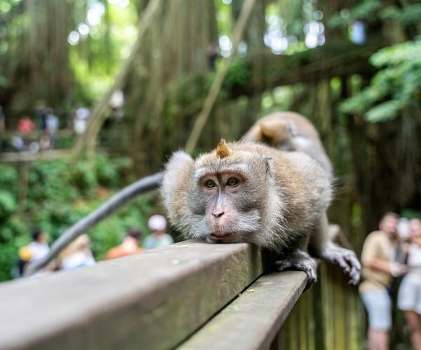 Ubud Monkey Forest